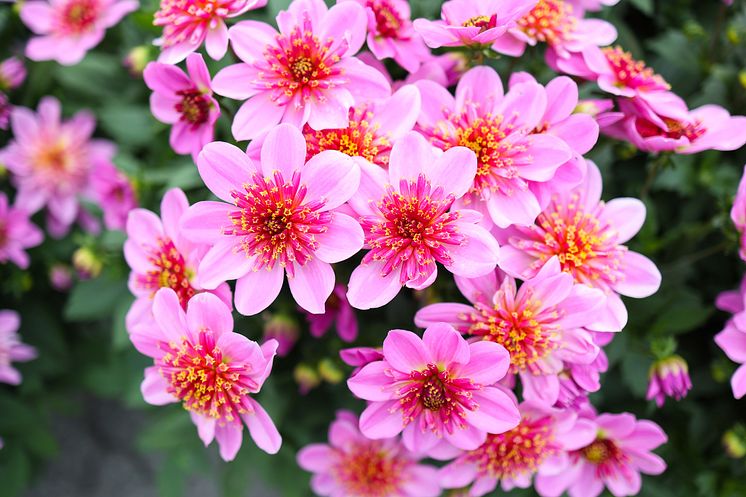 Årets Victoriadahlia 2025 - ’Starburst Pink’
- en Anemonblommig Sommardahlia som det påtagligt sprakar om.