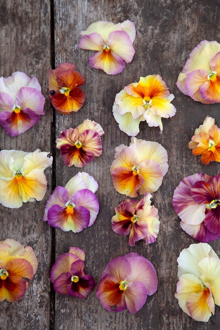 Viola wittrockiana Fancy Peach Shades foto annikasnaturligating (4).jpg