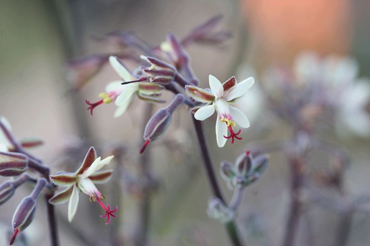 Pelargonium parviflorum (vildart)