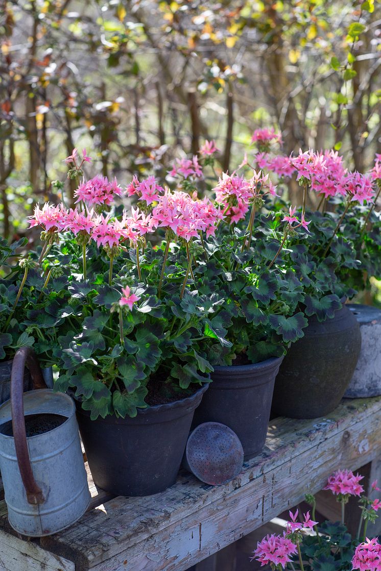 Årets Pelargon 2025 12 Pelargonium Summer Twist Rose foto annikasnaturligating.jpg