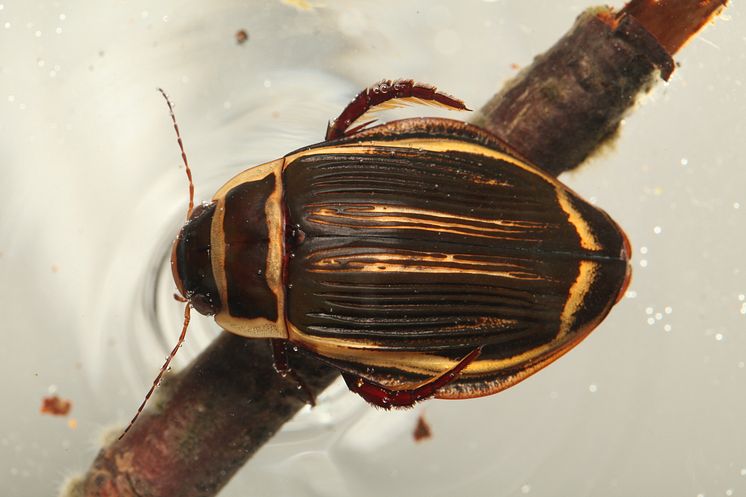 Dytiscus_latissimus_Bergsten_1.JPG