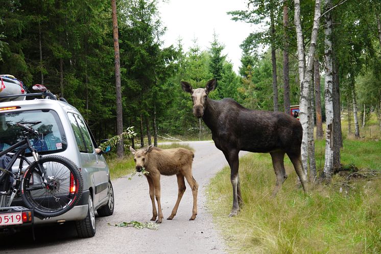 Älgen är en turistmagnet