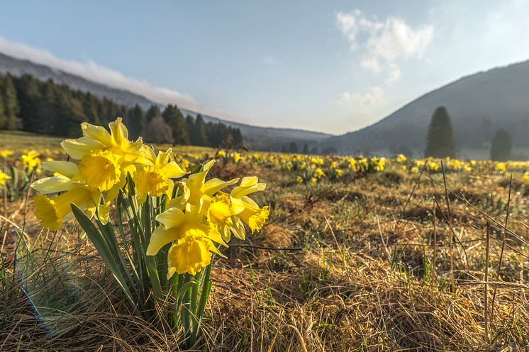 Narzissen im Grand Chasseral