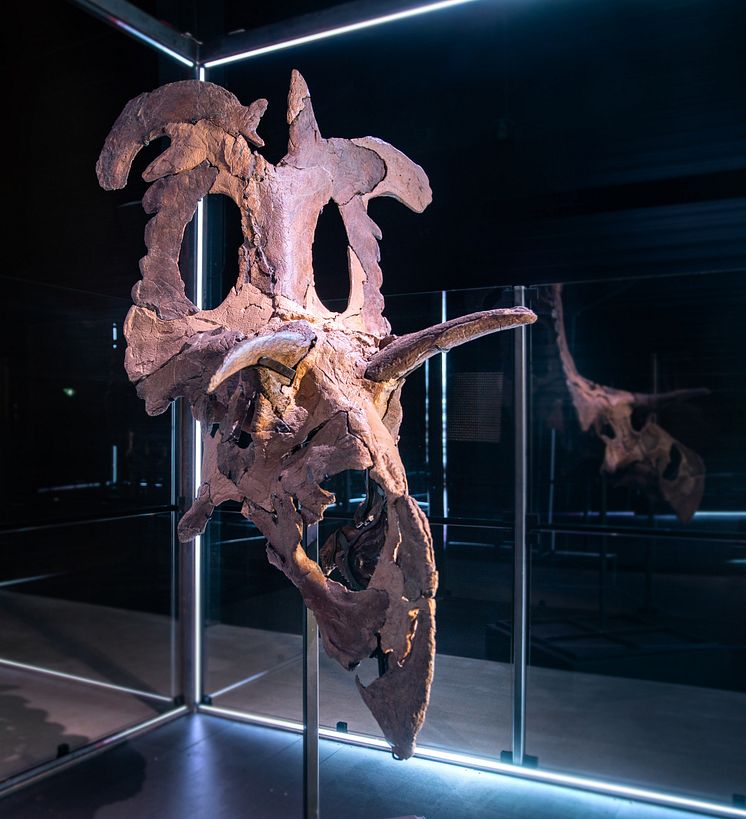 Fossil skull bones of Lokiceratops reconstructed and displayed at the Museum of Evolution in Maribo, Denmark Image credit_ Museum of Evolution.jpg
