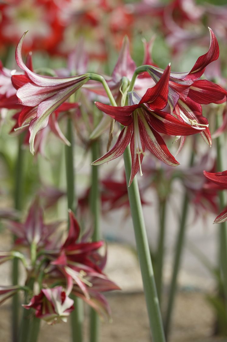 Amaryllis, Hippeastrum, 'Machala'