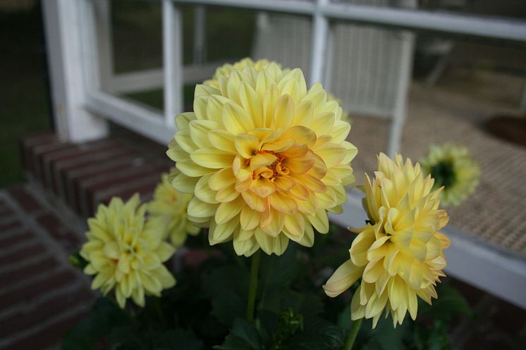 Dahlia 