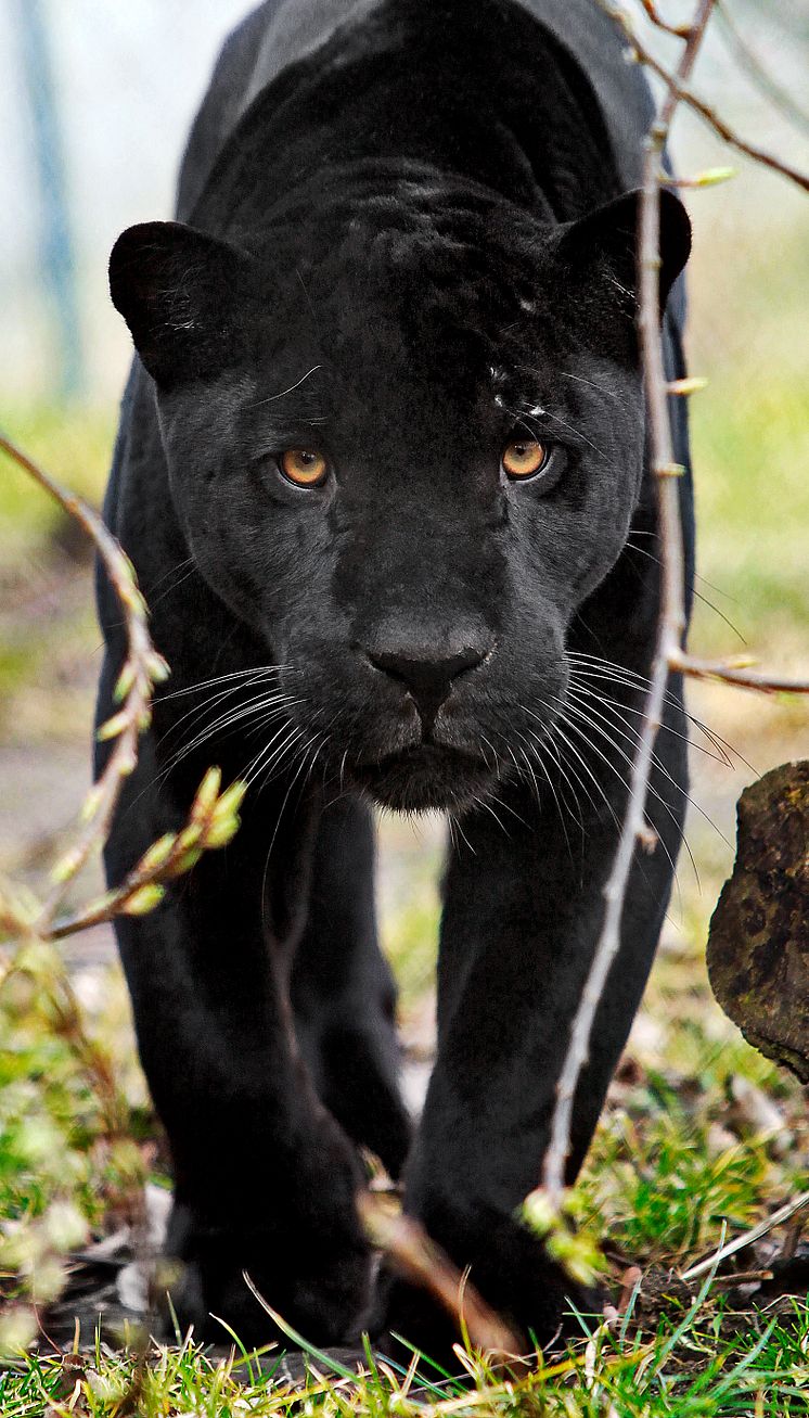 Den svarta pantern Avatar på Parken Zoo