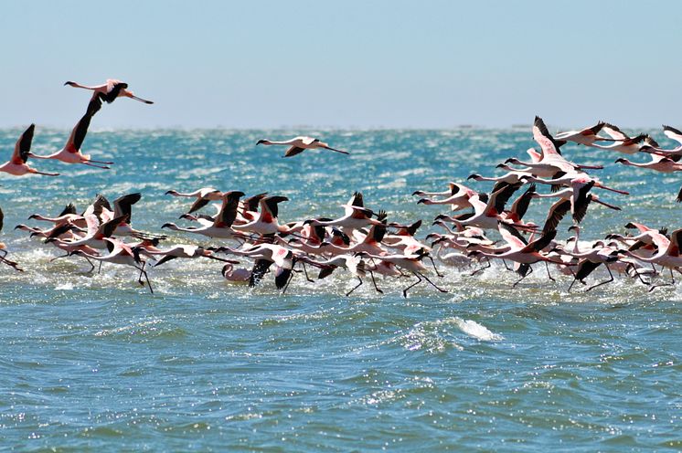 RS23219_Walvis Bay 2019.10.27 2019-10-27_Walvis Bay_ The Living Desert_DSC_0301.jpg