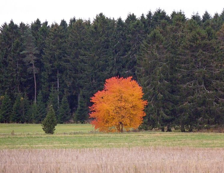 Här är Sveriges bästa trädbild