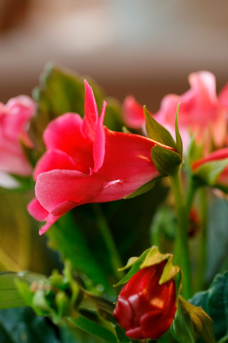 Gloxinia Sinningia speciosa Multibells-serien nära körsbärsröd