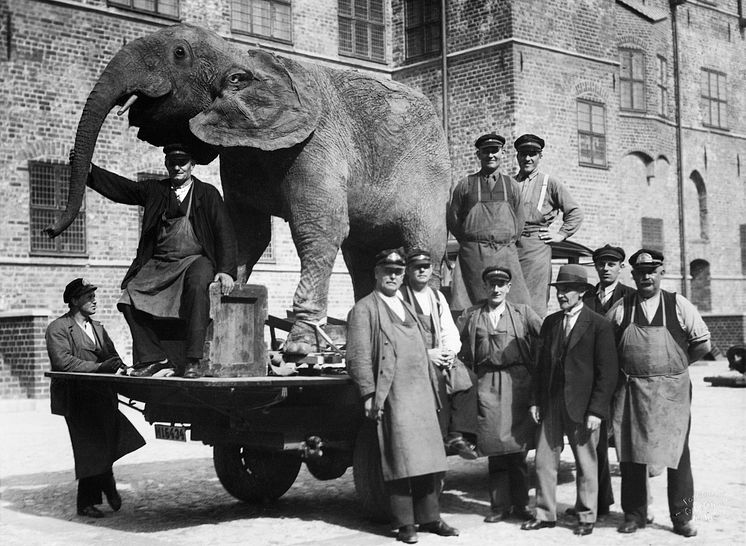 1936 flyttar gamla ’Naturmuseet’ från nuvarande Malmö Stadsbibliotek till Malmöhus slott. Foto: © Otto Ohm/Malmö Museer