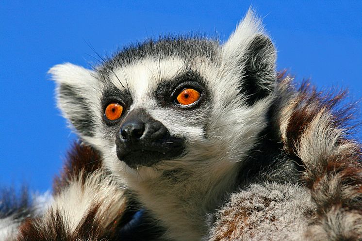 Lemur