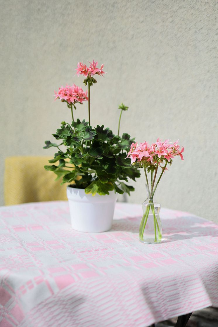 Årets Pelargon 2025 Pelargonium Summer Twist Rose foto SydGrönt (2).jpg
