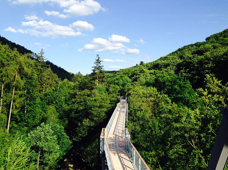 Trætopsti i Nationalpark Harz i Niedersachsen