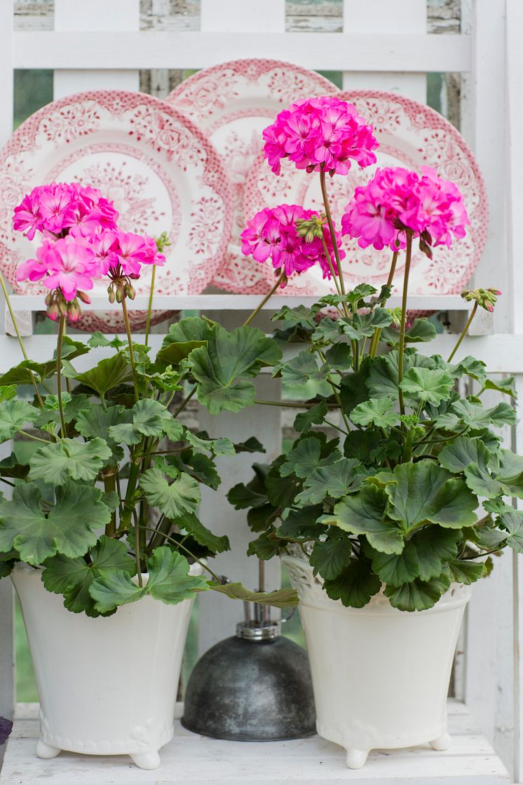 Pelargonium ´Knapa-Trädet´