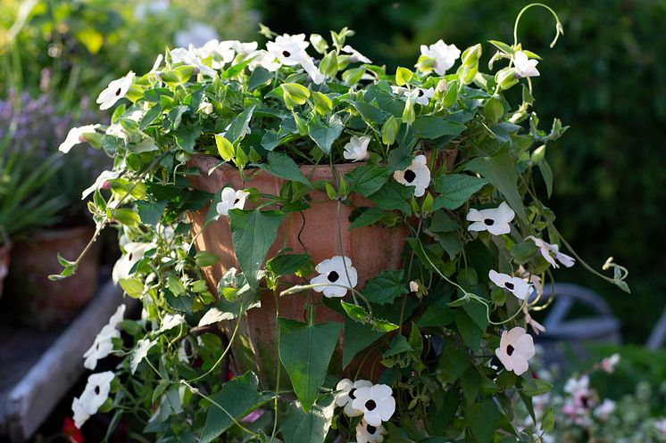 Årets Sommarblomma 2023 Thunbergia alata Svartöga foto annikasnaturligating (9)