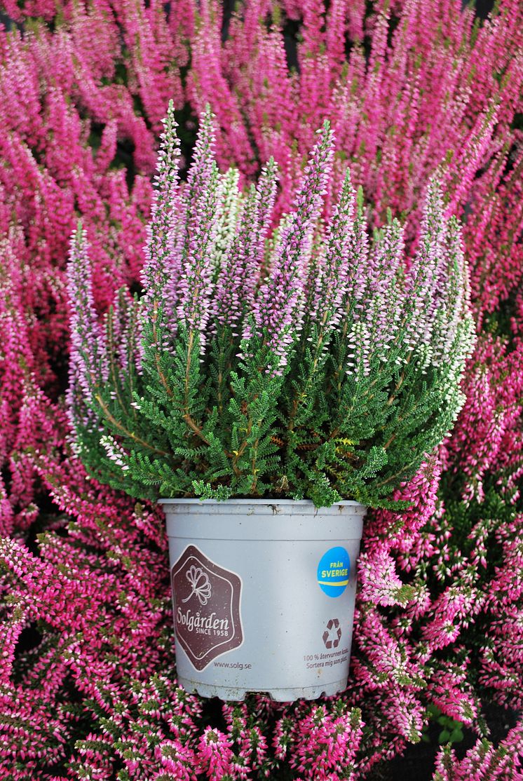 Calluna_Ljung-kruka-FotoSolgården.jpg