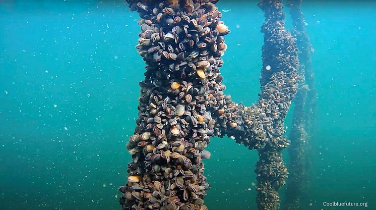 Ecopelag-Cool-blue-future_Mussels.jpg