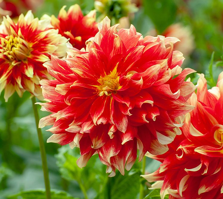 Dekorativdahlia 'Holland Festival' Blomsterlandet 2023