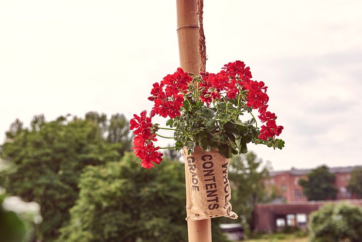 Pelargoner på balkongen