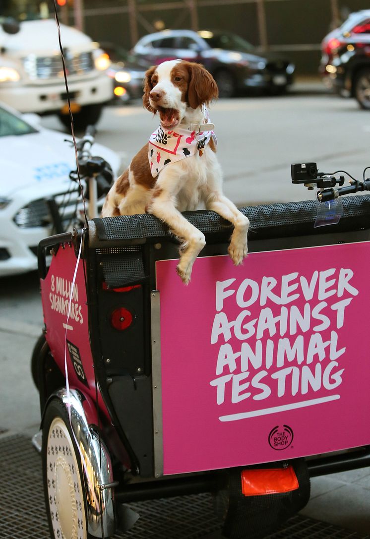 Handover Forever Against Animal Testing, FN New York