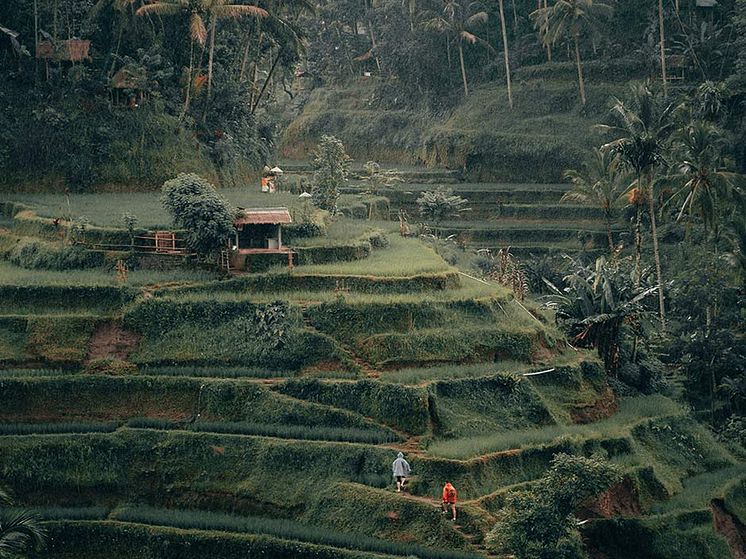 UNESCO-Rice-Terraces.jpg