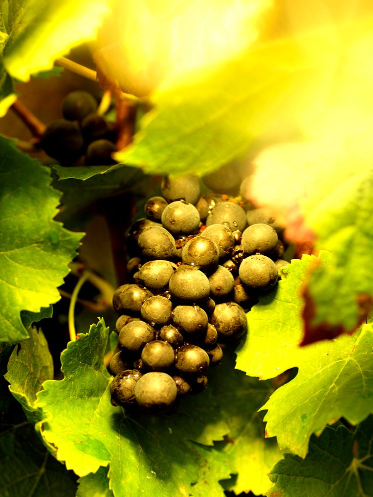 Piper Heidsieck Rare - Pinot Noir grapes