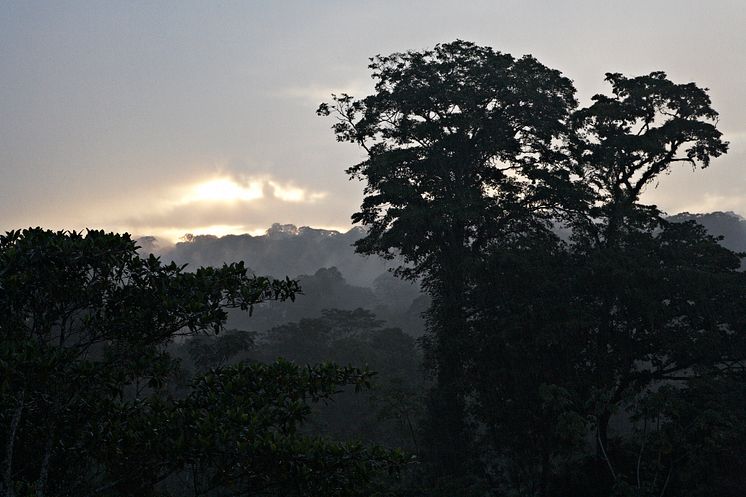 Solnedgang over Costa Ricas regnskov