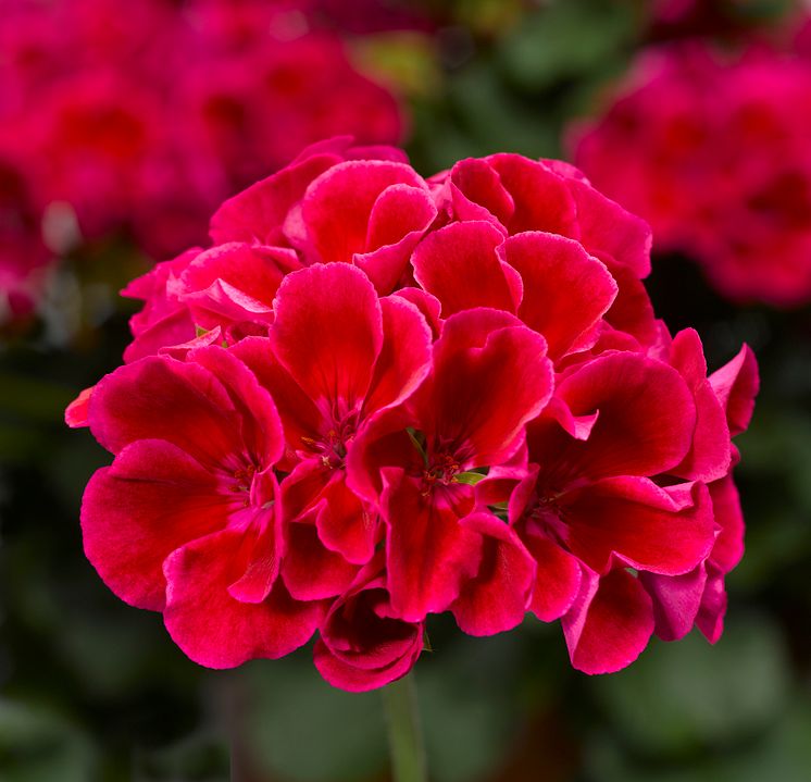 Pelargon Calliope Red Splash