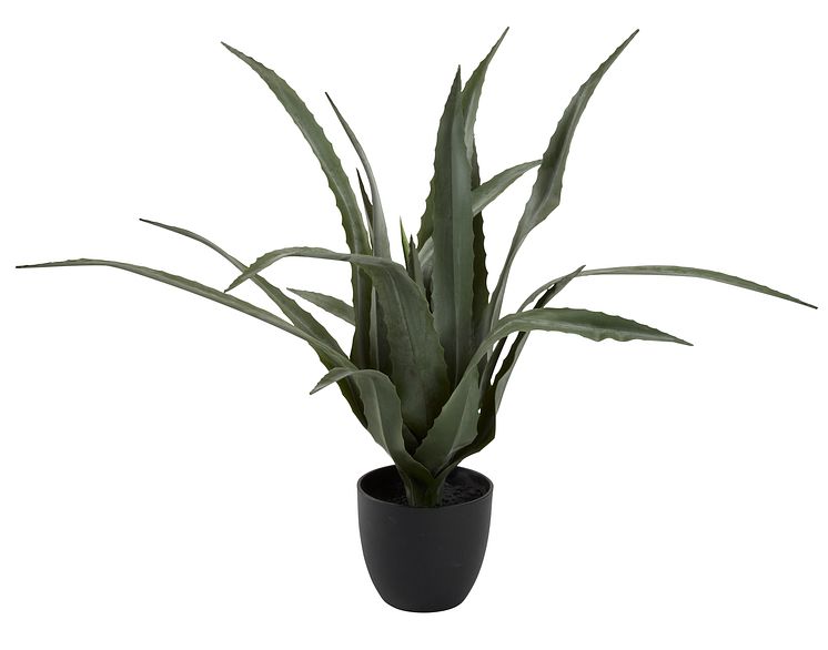 KunstpflanzeCELIUS H65cm aloe vera