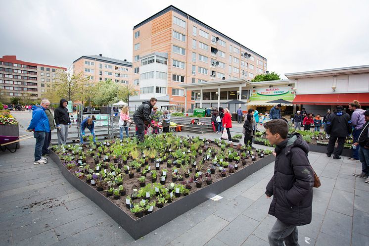 Nya planteringar på Hjällbo Centrum - av och för Hjällbo-borna