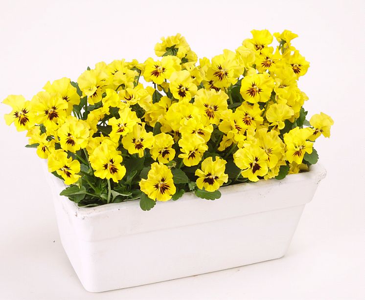 Viola-wittrockiana-Frizzle-Sizzle-Mini-Yellow_34679_3