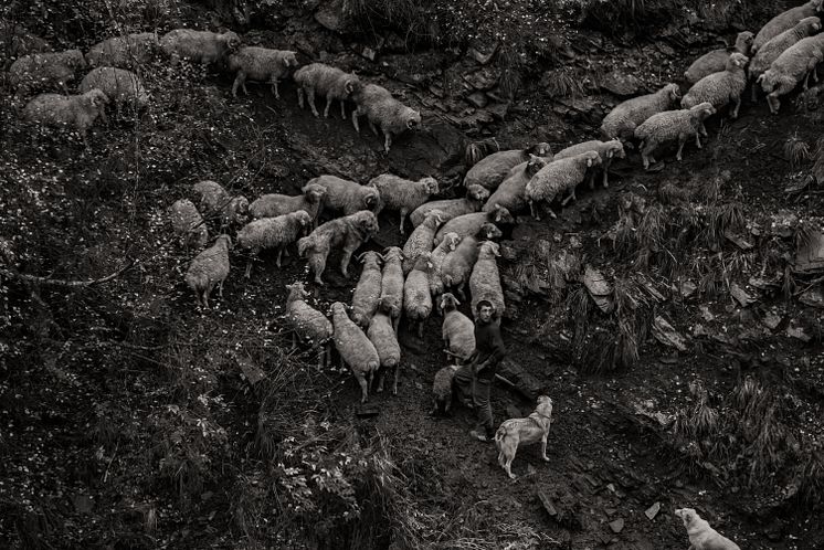 Maurice Wolf - Sheep drive in Tusheti04.jpg