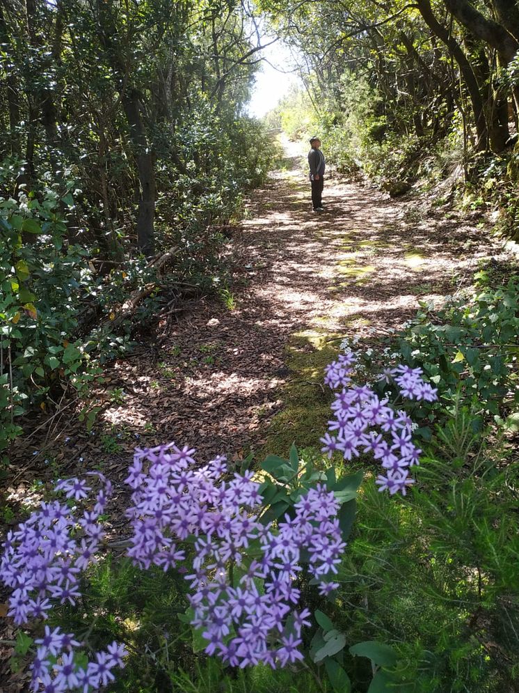 Los Tilos-skogen på La Palma