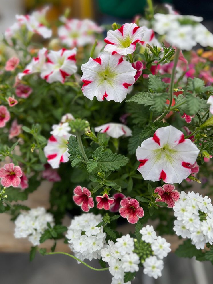 Petunia samplantering_2024