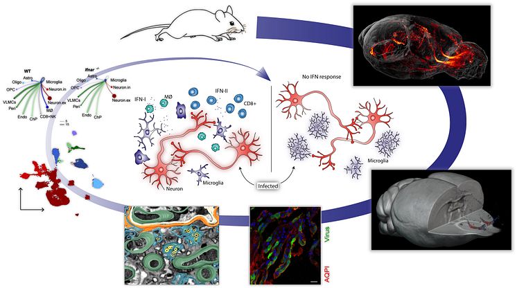 TBE-virus way into brain