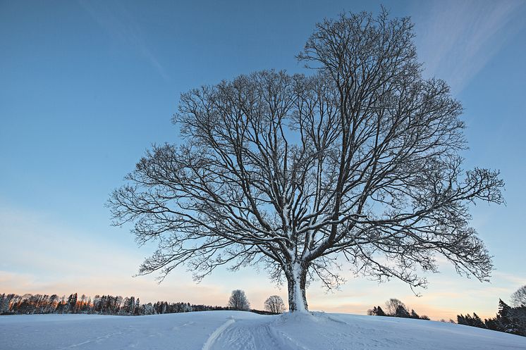 Winterlandschaft im Naturpark Doubs bei Les Breuleux 