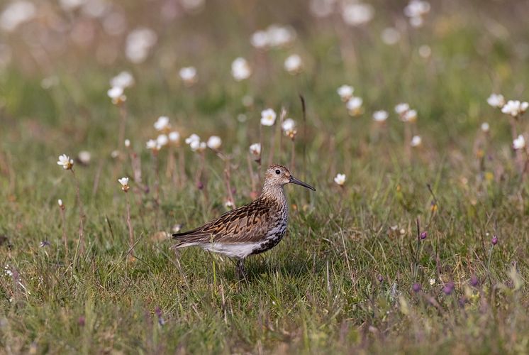 Sydlig kärrsnäppa hona Stora Ören Öland foto Mattias Ullman