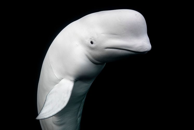 Aleksander Nordahl Hvaldimir No1_The White Whale