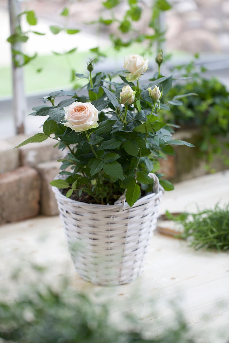 Småblommig ros i kruka.  Rosa Miniatyrros-Gruppen 