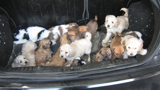 Puppies in boot