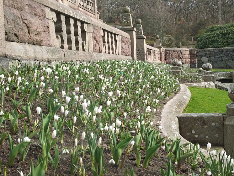 Mängder av vårblommor i slottsträdgården