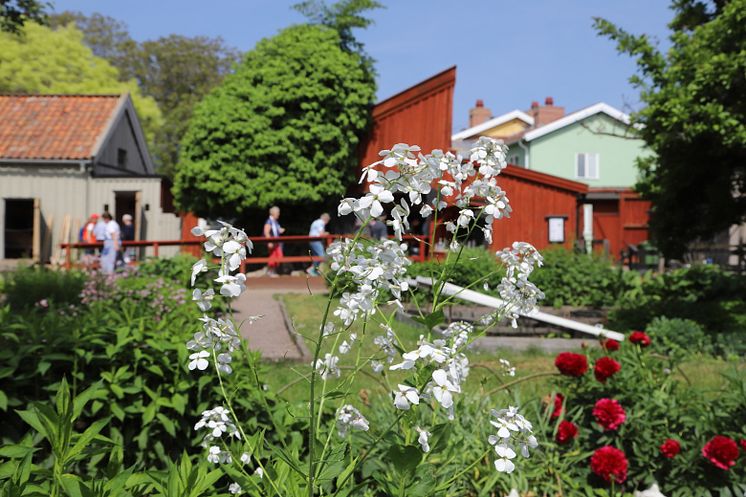 genre-krusenstiernska-vita-blommor