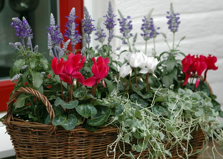 Cyclamen ´Tianis Garden´