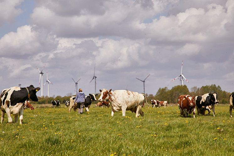 Arla Hof_Weidegang_Schleswig Holstein_Symbolbild