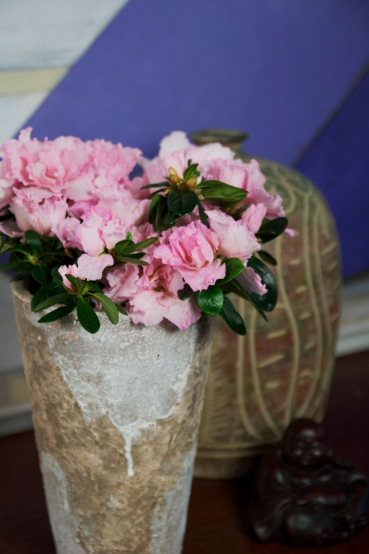 Fönsterazalea Rhododendron simsii Terranova keramikkruka