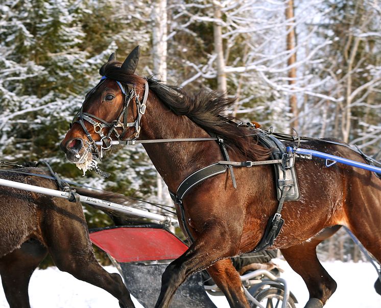 Vinterträning hos Timo Nurmos_236