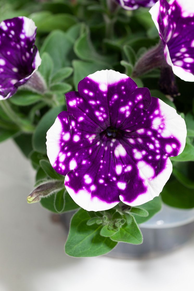 Petunia ’GlacierSky’