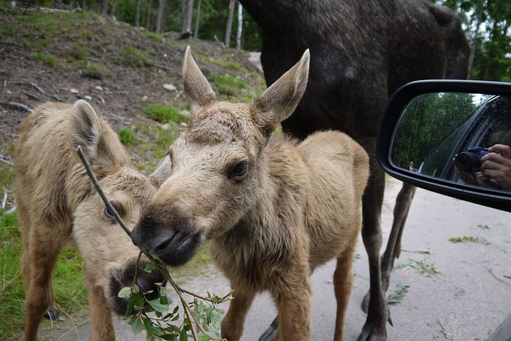 Älgkalvar på Smålandets älgsafari i Markaryd