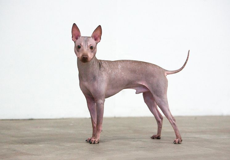 American hairless terrier – ny ras i Sverige 2016